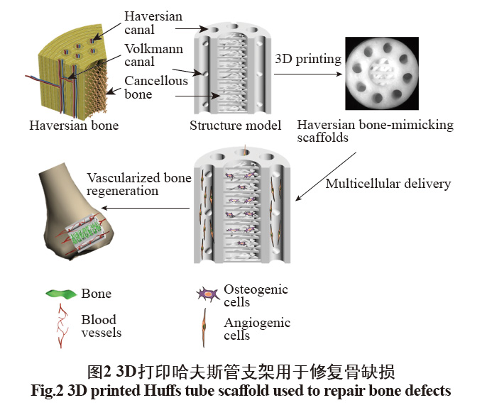 數(shù)字光處理生物3D打印技術在醫(yī)學上的應用發(fā)展